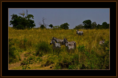 120-=-IMG_2724-=-Zebras.jpg