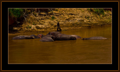 127-=-IMG_2739-=-Hippopotamus-in-a-river-V2.jpg
