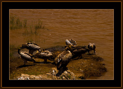135-=-IMG_2752-=-Vultures-on-a-river-rock-V2.jpg