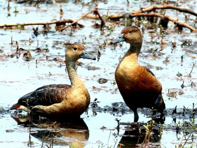 15-Indian-Whistling-Duck-Couple.jpg