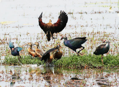 18-Indian-Whistling-Ducks-and-Purple-Moorhens.jpg