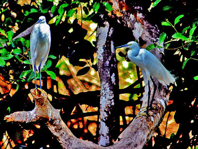 21-Little-Egret-Couple.jpg