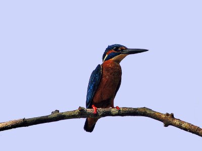 42-Common-Kingfisher.jpg