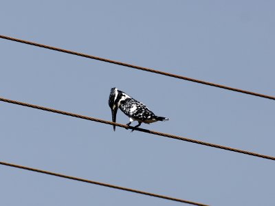 43-Pied-Kingfisher-on-a-Wire 1.jpg