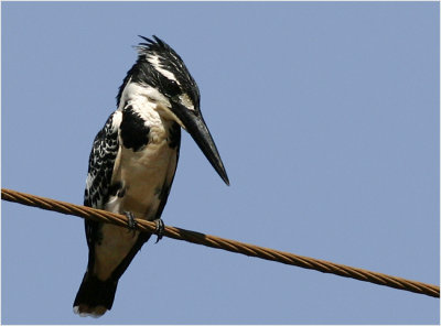 44-Pied Kingfisher on a Wire 2.jpg
