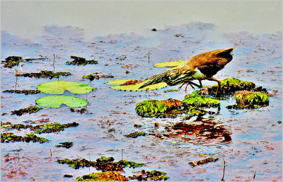 50-Hunting Pond Heron.jpg