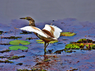 52-Indian-Pond-Heron-Spreading-Wings.jpg