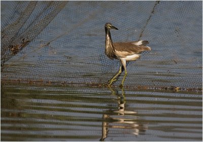 53-Pond Heron and a Fishing Net.jpg