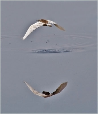56-Pond Heron with Water Reflex.jpg