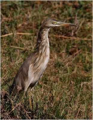 58-Pond Heron in the Grass.jpg