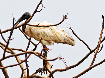 61-Indian-Blackheaded-Ibis-behind-Branches.jpg