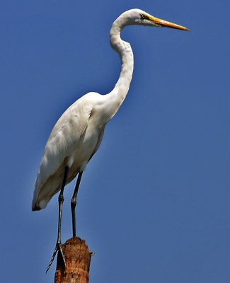 68-Great-Egret-on-a-Pole.jpg