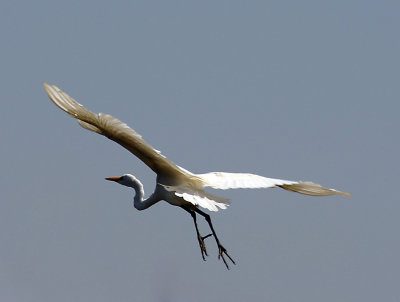 69-Great-Egret-takes-off.jpg