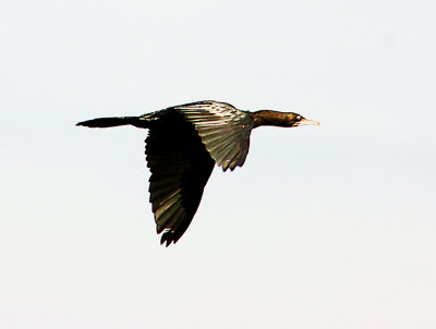76-Flying-Little-Cormorant.jpg