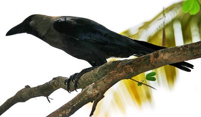 81-Indian-House-Crow on a branch.jpg