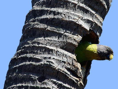 84-Female-Plum-headed-Parakeet.jpg