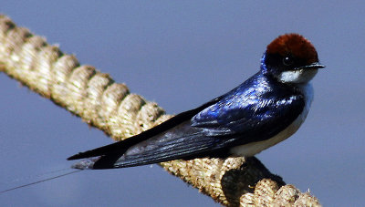 89-Wiretailed-Swallow.jpg