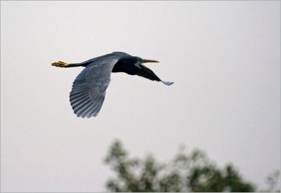 102-Flying Reef Egret 1.jpg
