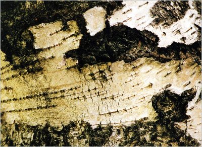 1 Abstract-in-a--Birch.jpg