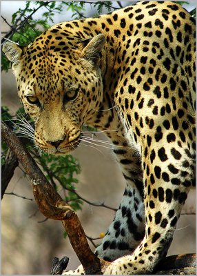 THE LEOPARD IS COMING,  NAMIBIA