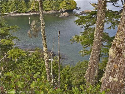 WILD PACIFIC TRAIL / UCLUELET