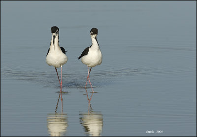 ARIZONA BIRDS 2008