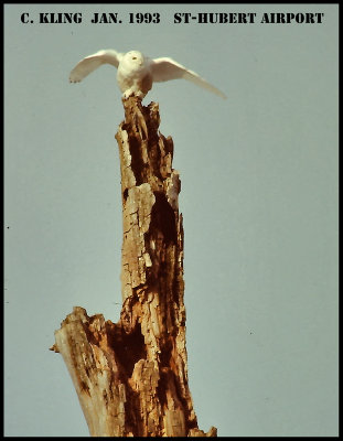 PICT0003.jpg-800