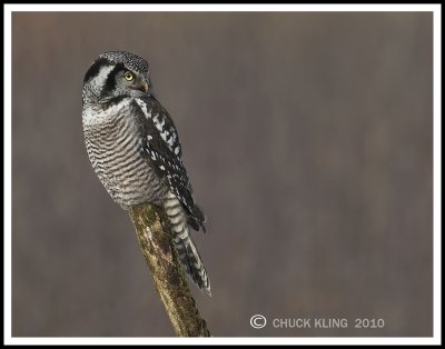 Northern Hawk Owl / Chouette pervire