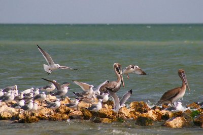 Congregating on a Wind Break