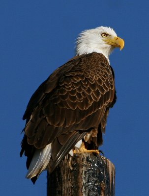 Bald Eagle