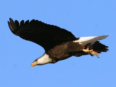 Bald Eagle in Flight