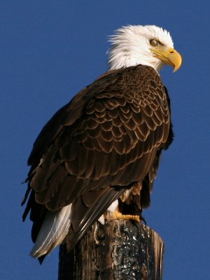 Bald Eagle