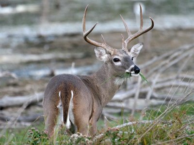 Grazing Deer