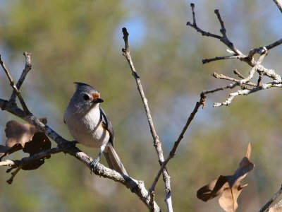 Titmouse