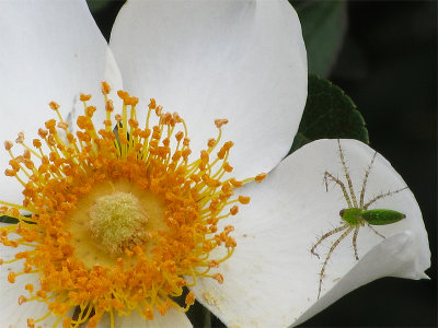 Wild Rose with Visitor
