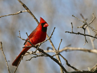 Cardinal in Winter