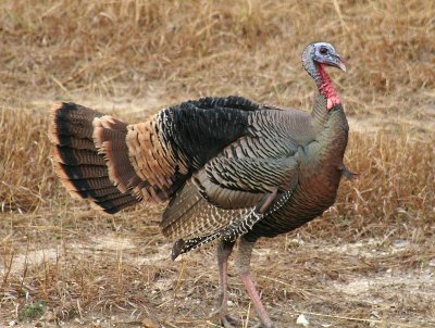 Struttin' His Stuff