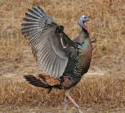 Turkey Dance