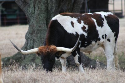 Texas Longhorns