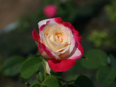 Peppermint Colored Rose