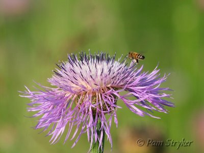 Milk Thistle and a Hard Worker