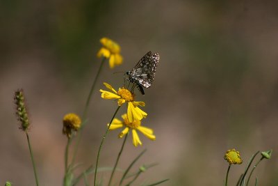 Yellow Wildflower with Spotted Butterfly