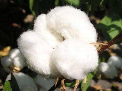 Cotton Plants in the Field