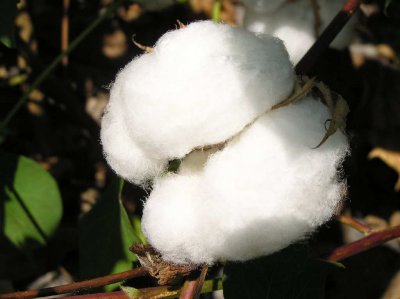 Cotton Plants in the Field