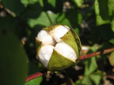 Cotton Plants in the Field