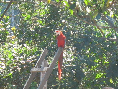 Vida livre - Porto Acre/AC