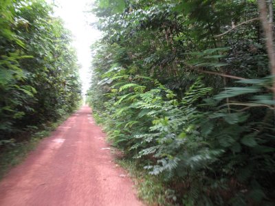  muita selva - Lbrea/AM