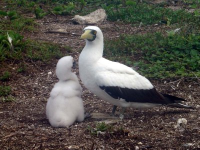 Famlia crescendo - Ilha Siriba