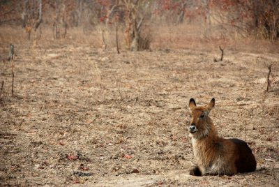 Bushbuck