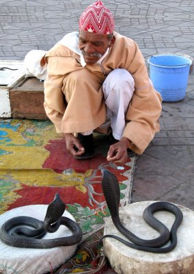 Snake Charmer I